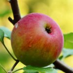 Photo of apple in a tree.