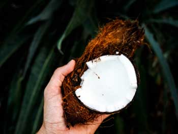 Photo of a coconut.