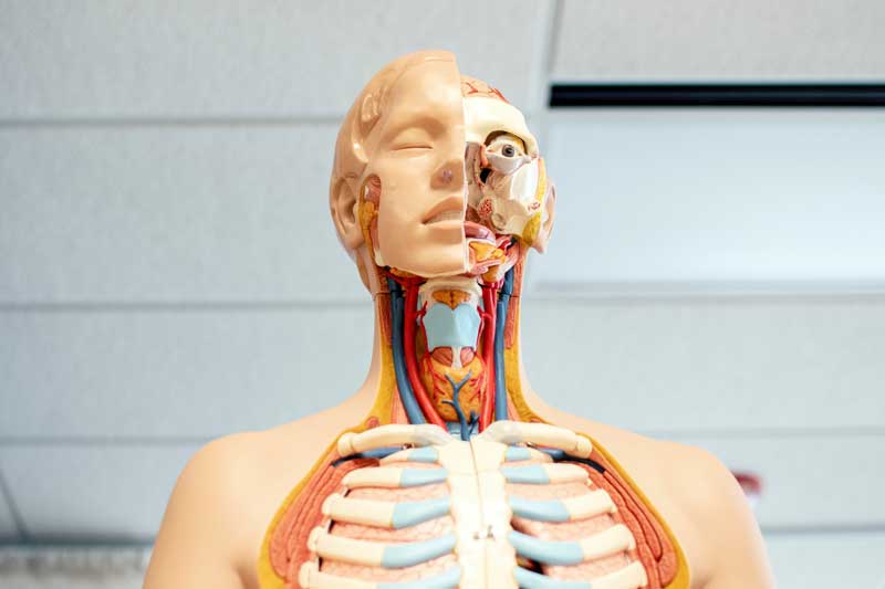 Photo of Human Anatomy Model.